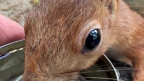 Another drinking squirrel