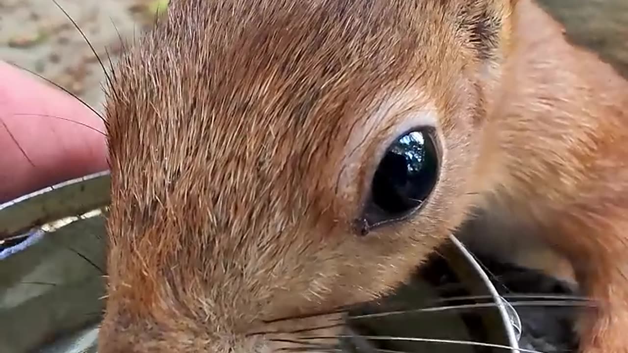 Another drinking squirrel