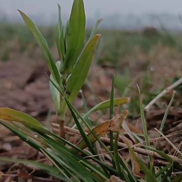 Green Sprout Growing in Nature