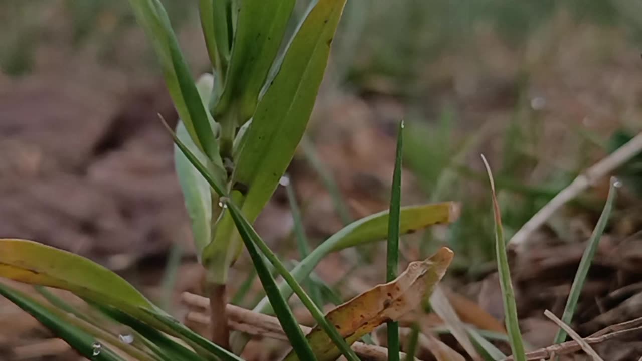 Green Sprout Growing in Nature