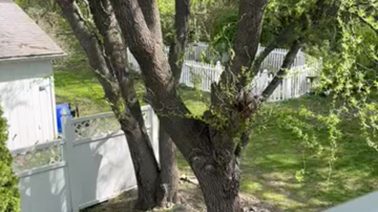 Elle live streams on X