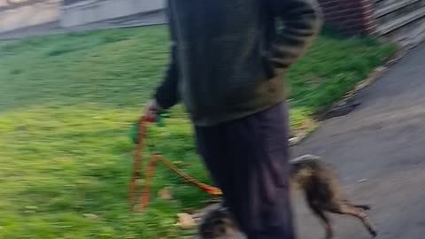 Smirking, shitting, pissing , trampling the dead abusing the alleged insane in a gang & eating dogs