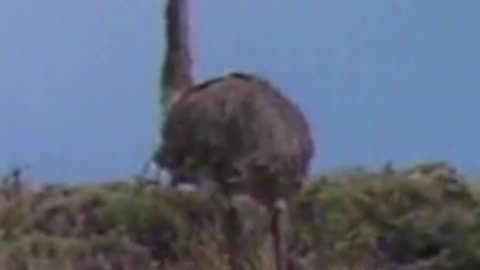 ñandú
