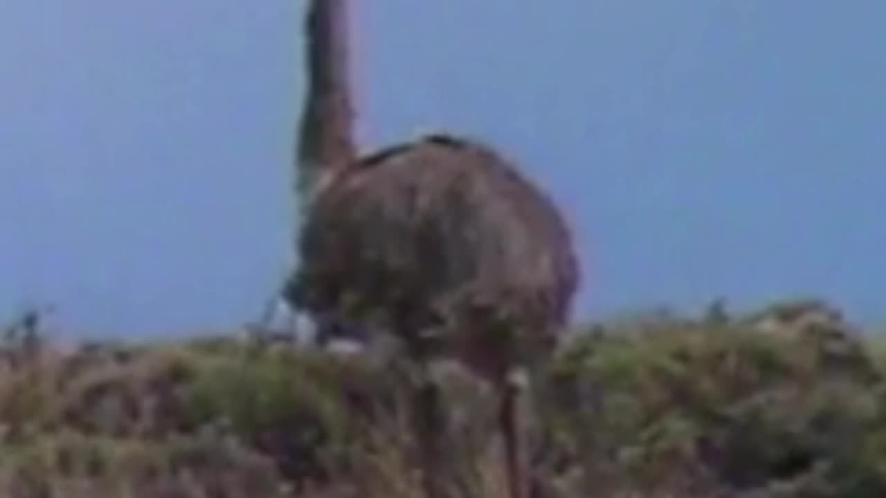 ñandú