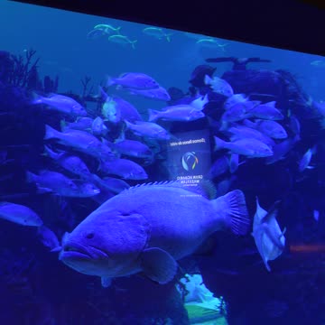 Giant Fish at an Aquarium in Mazatlan