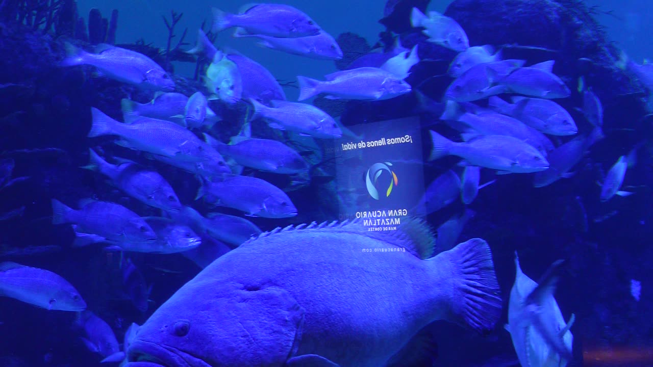 Giant Fish at an Aquarium in Mazatlan
