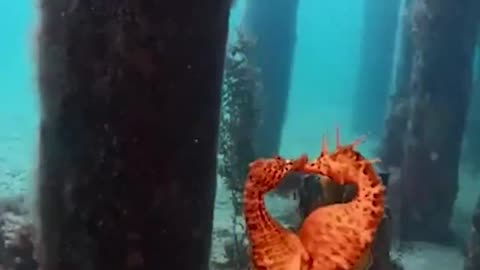 An Australian diver was lucky enough to witness the beautiful moment female seahorses