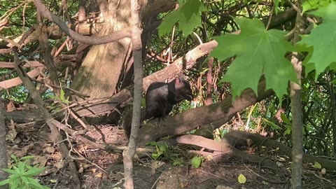 Black squirrel enjoying a peanut