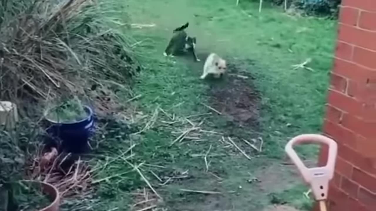 funny cats