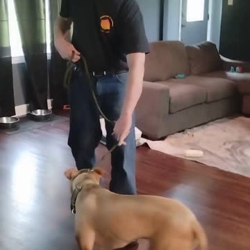 George Graduate short 3