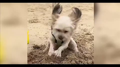 Can't help laughing.... relax a bit with cute animals