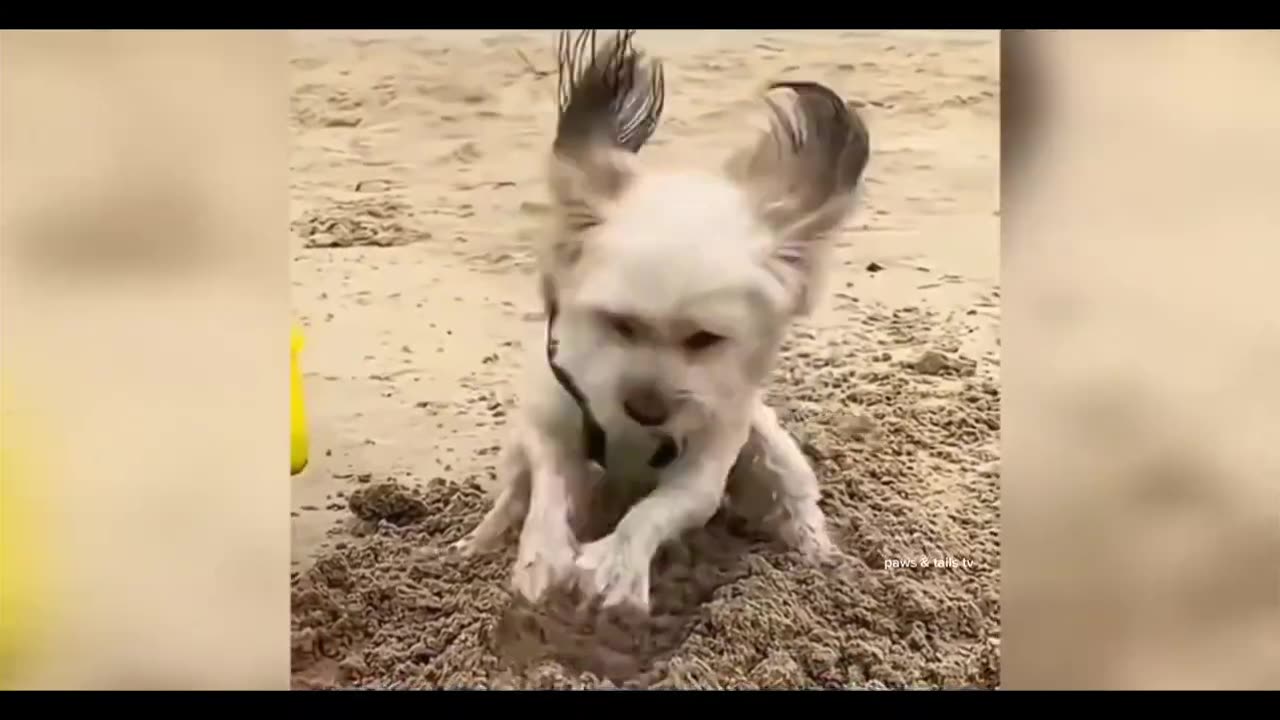 Can't help laughing.... relax a bit with cute animals