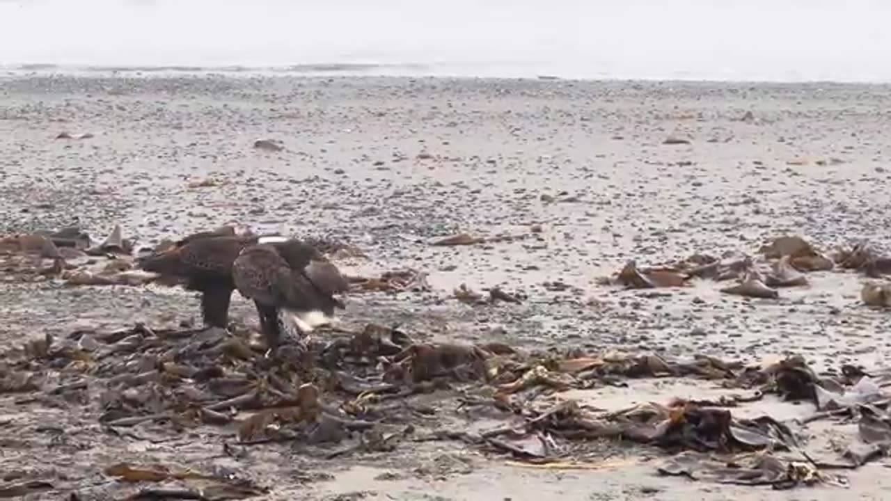 animals