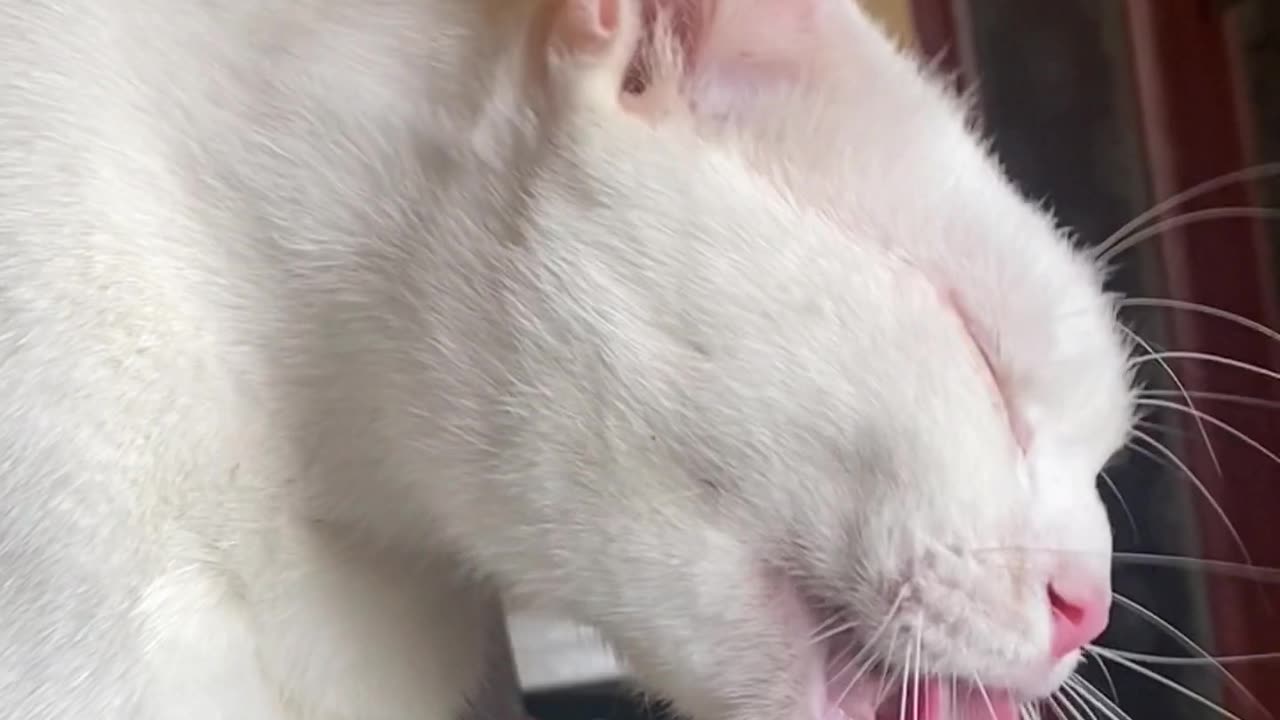 beautyfull cat play