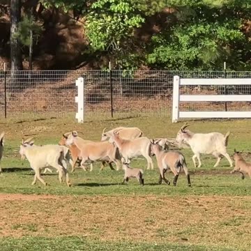 Which one is your Momma?