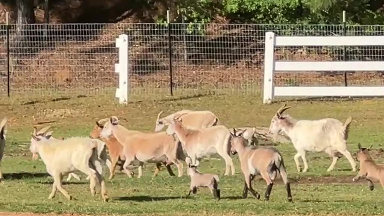 Which one is your Momma?