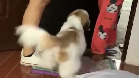 #25 This Baby Goat Can’t Stop Jumping – Too Cute! 🐐💥💗