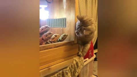 Cats and Dogs Videos 😂😹 Funny Animal videos