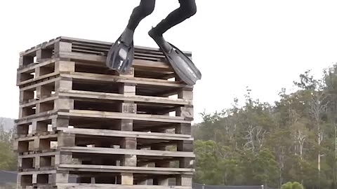 If animals did Parkour 😂 Part 4#funny#comedy#shorts#youtubeshorts #shortsfeed #short #ytshorts