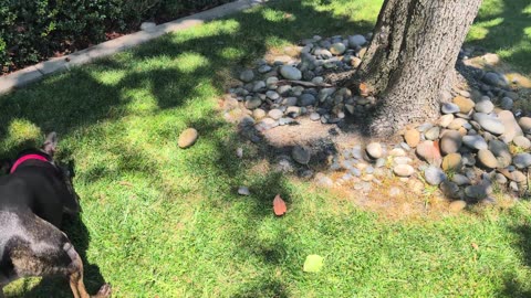 😂🐶 My Friend's Dog LOVES Rocks! | FunFM