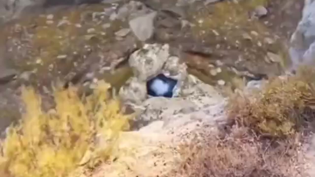 Crazy Jumper