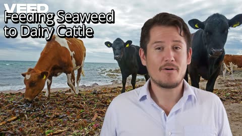 Feeding Seaweed to Dairy Cattle