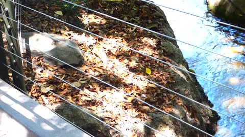 Stream below bridge