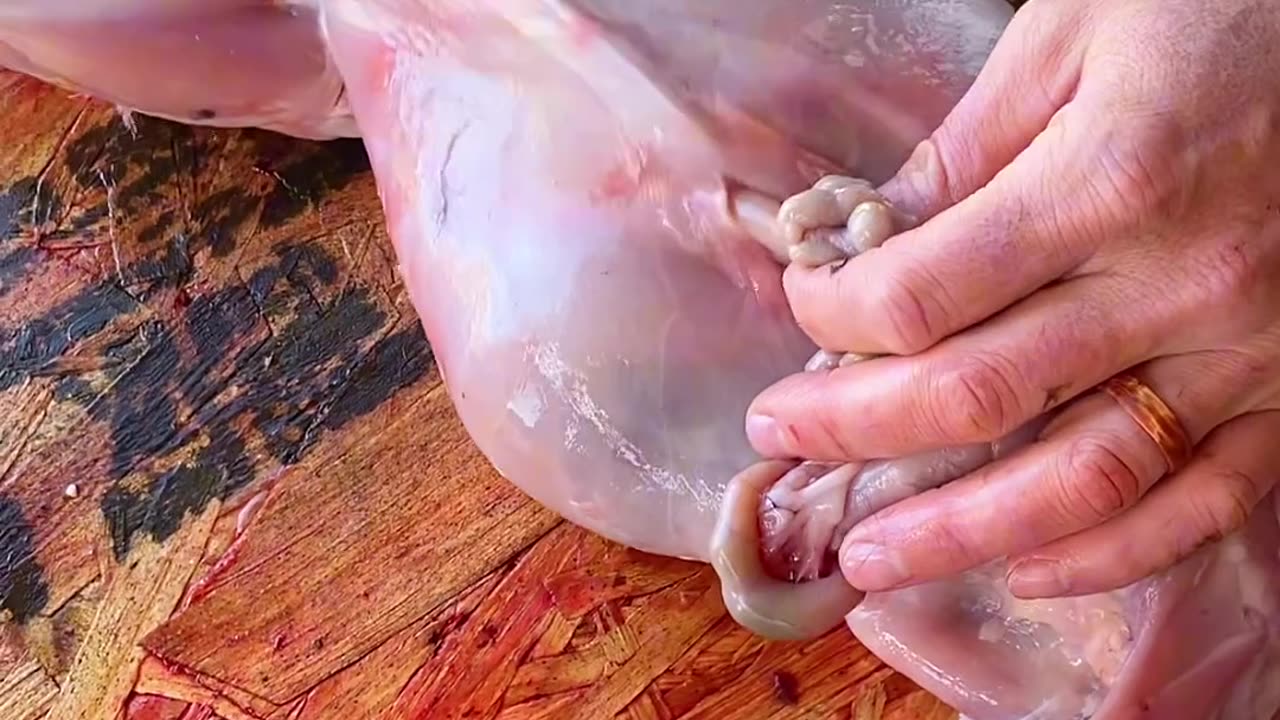 How to Butcher Meat Rabbits
