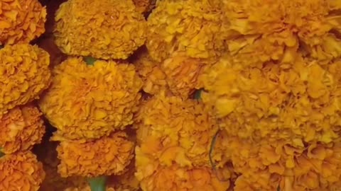 Marigolds: The Garden’s Golden Bodyguards