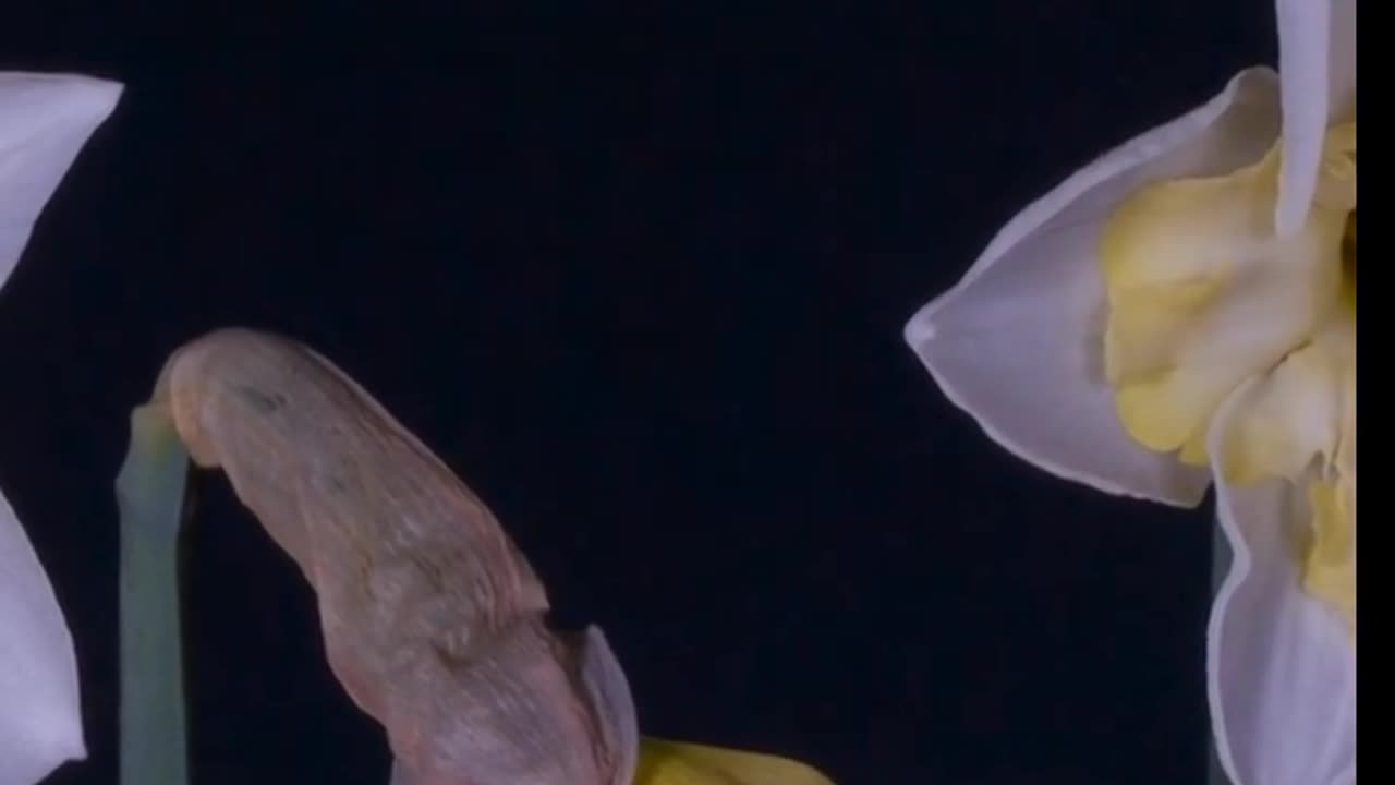 Flower is blooming