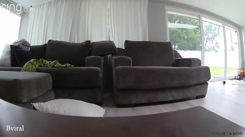Huskies Born to Be Drama Queens 😂 Oscar-Worthy Dog Moments 2025