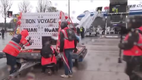 Pandas Huan Huan and Yuan Zi leave France and return to China, arriving in 2012