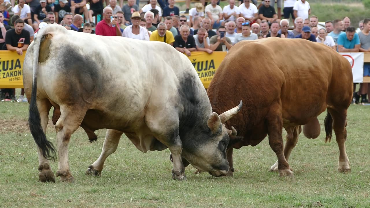 Zećo od Galića vs Ljuban od Šljivića Grude 2025