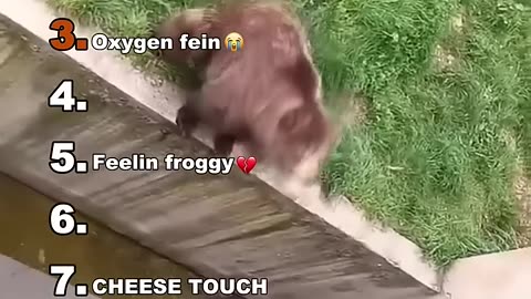 Dolphin funny