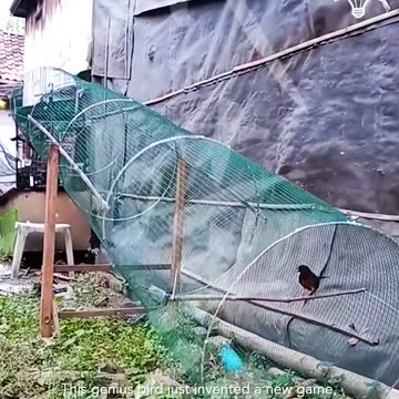 Genius bird came up with an epic new game!.hd