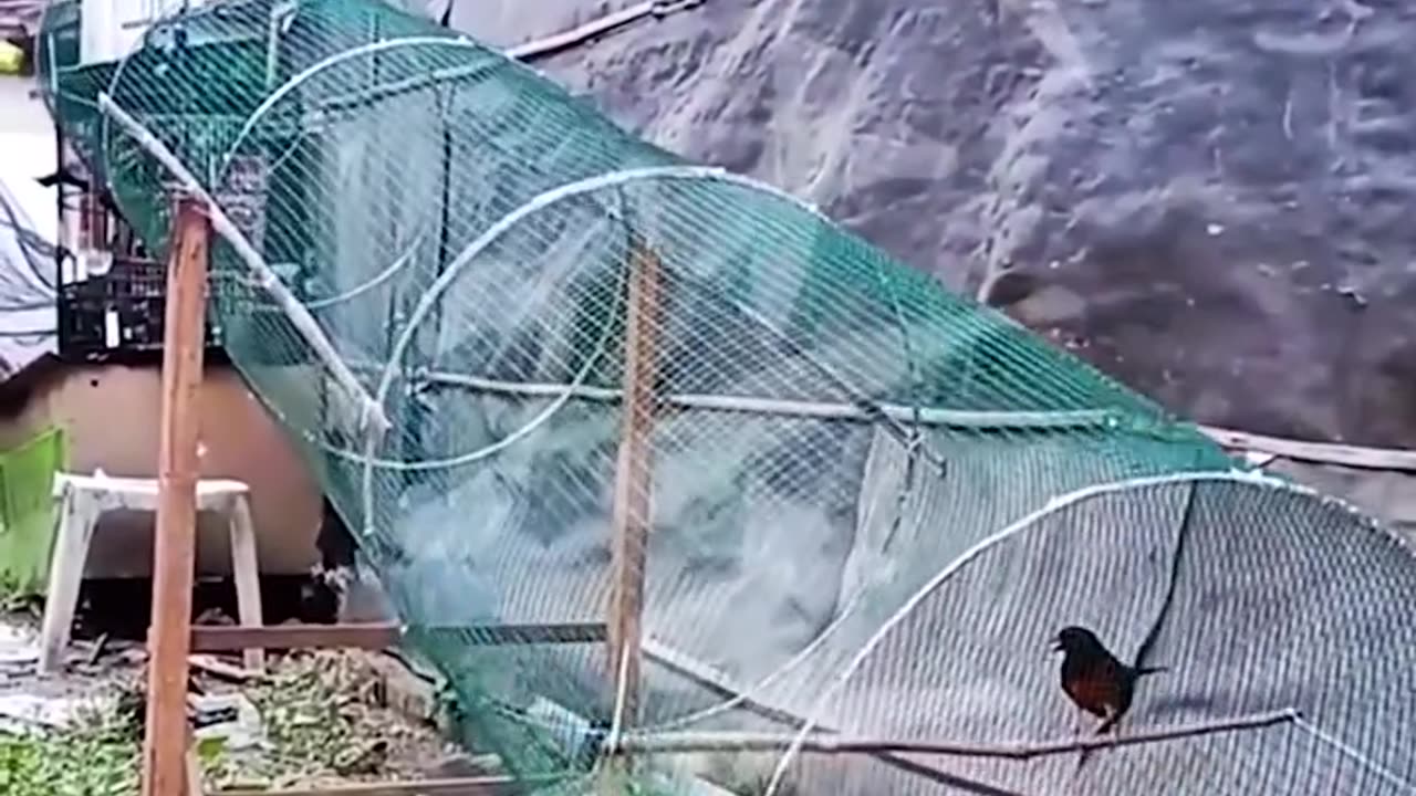 Genius bird came up with an epic new game!.hd