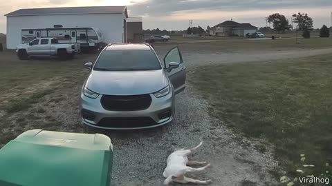 Warning: Watching This May Cause Uncontrollable Laughter 🐾🤣