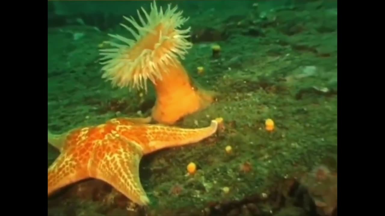 Nature: sea anemone stings starfish, it decided it's time to leave when they fail