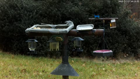 Bird Feeder in Western Maryland USA