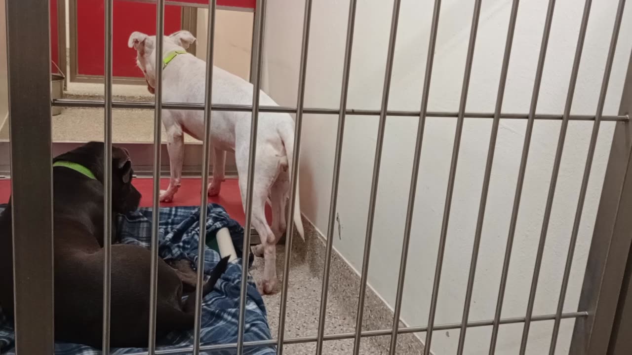 Tinkerbell-white 9y A659978 Blue-black napping on bed 3y A804012 kennel 100 PACC shelter20250723996