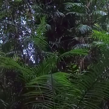 8.4.2025 Sounds of Kuranda