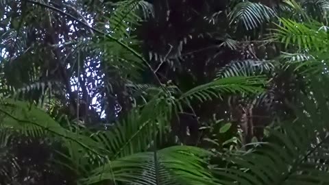 8.4.2025 Sounds of Kuranda