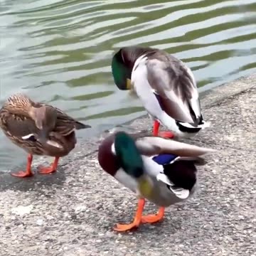 Natural phenomenal 📹🍃