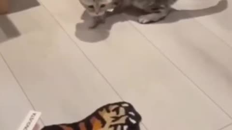 Funny Cats & Pets Doing the Most Adorable Things! 🐾💖