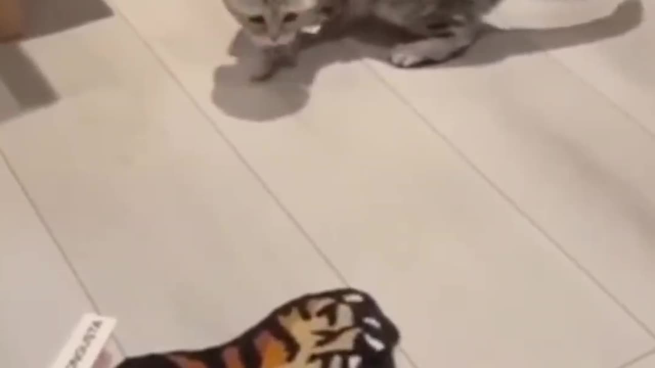 Funny Cats & Pets Doing the Most Adorable Things! 🐾💖