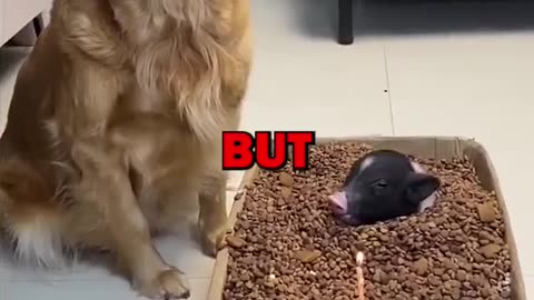 DOG VS PIG!