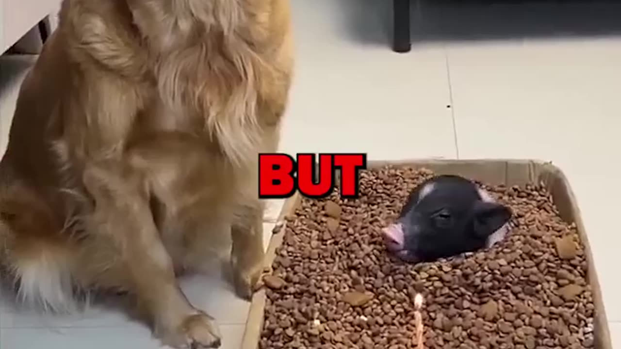 DOG VS PIG!