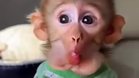 Funny baby monkey smile eating watermelon