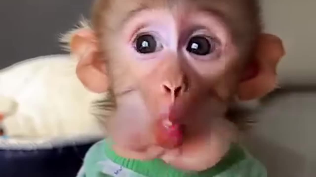 Funny baby monkey smile eating watermelon