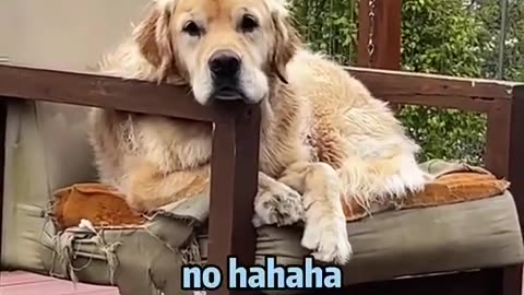 Cute and funny Dogs 🐶